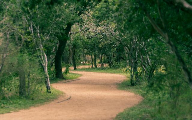 Dirt trail curving through dense oak woods