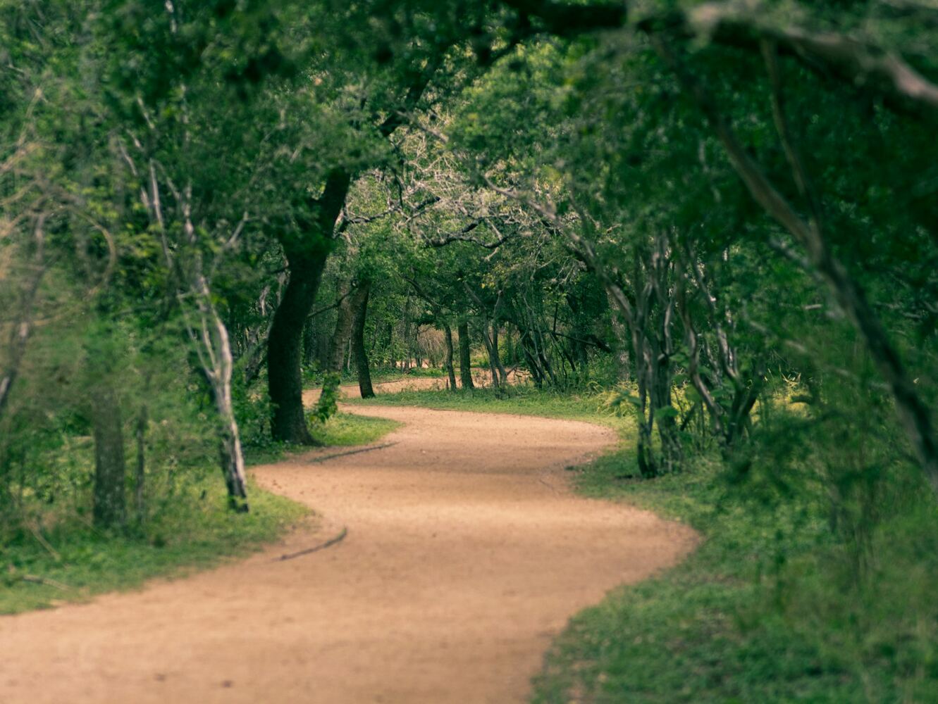 Dirt trail curving through dense oak woods