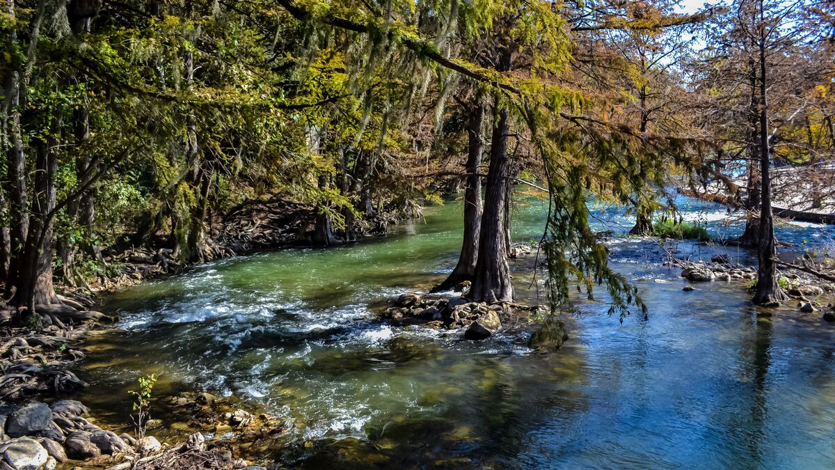 Turquoise river running between cypress trees